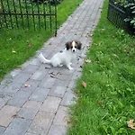 Koppes Molle - Naturnaer Borup (Nibe)