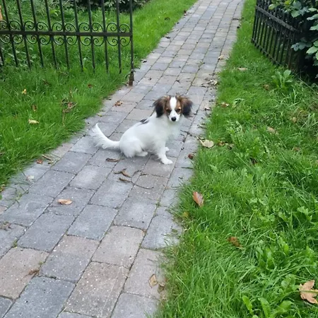 Koppes Molle - Naturnaer Borup (Nibe)