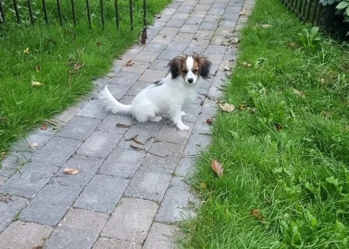 Koppes Mølle Borup (Nibe)